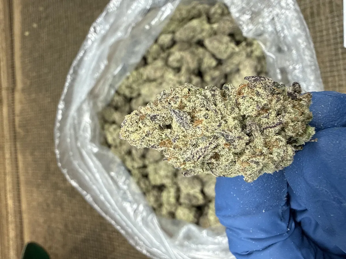 Gelato 45 Packaged Flower